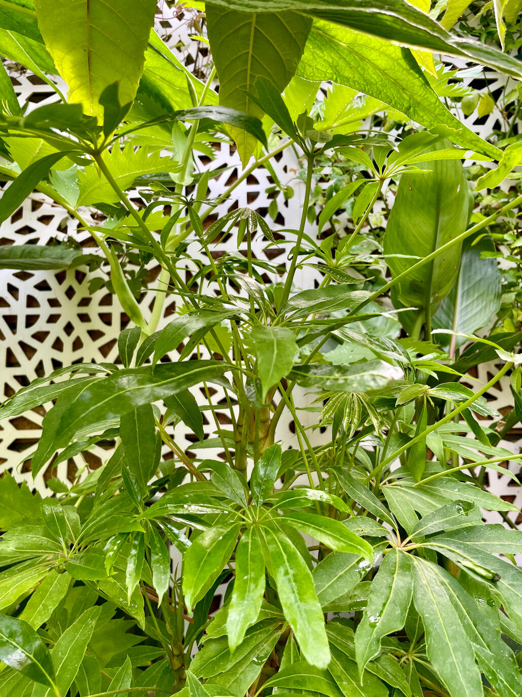 Schefflera Taiwaniana