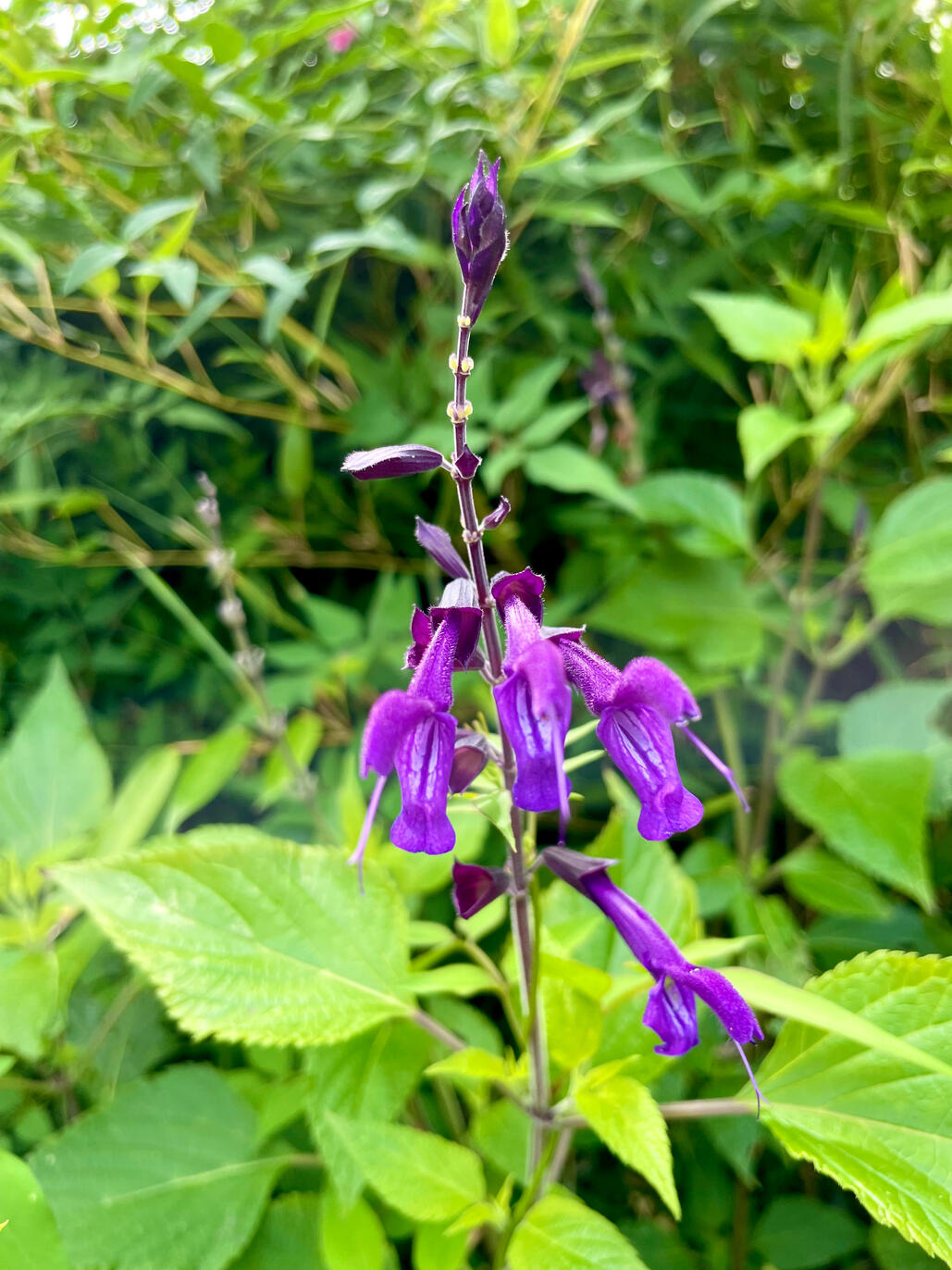 Salvia Amistad