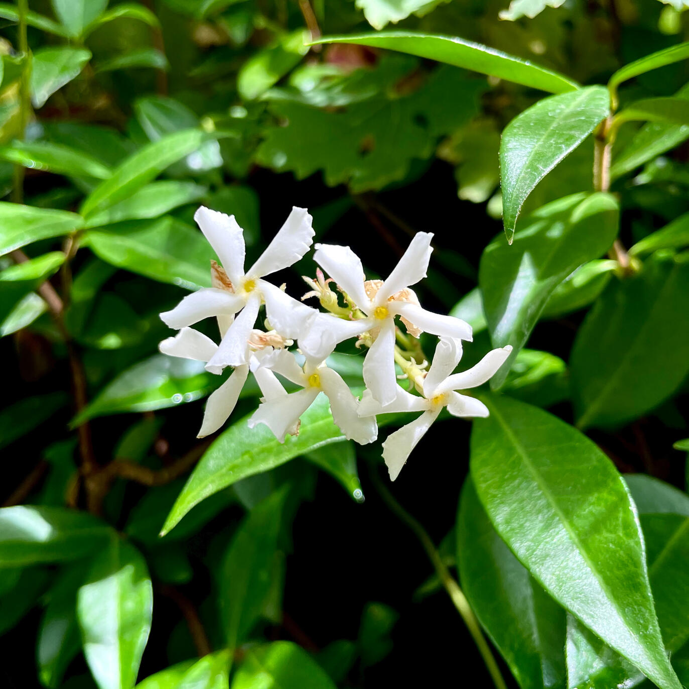 Trachelospermum Jasminoides