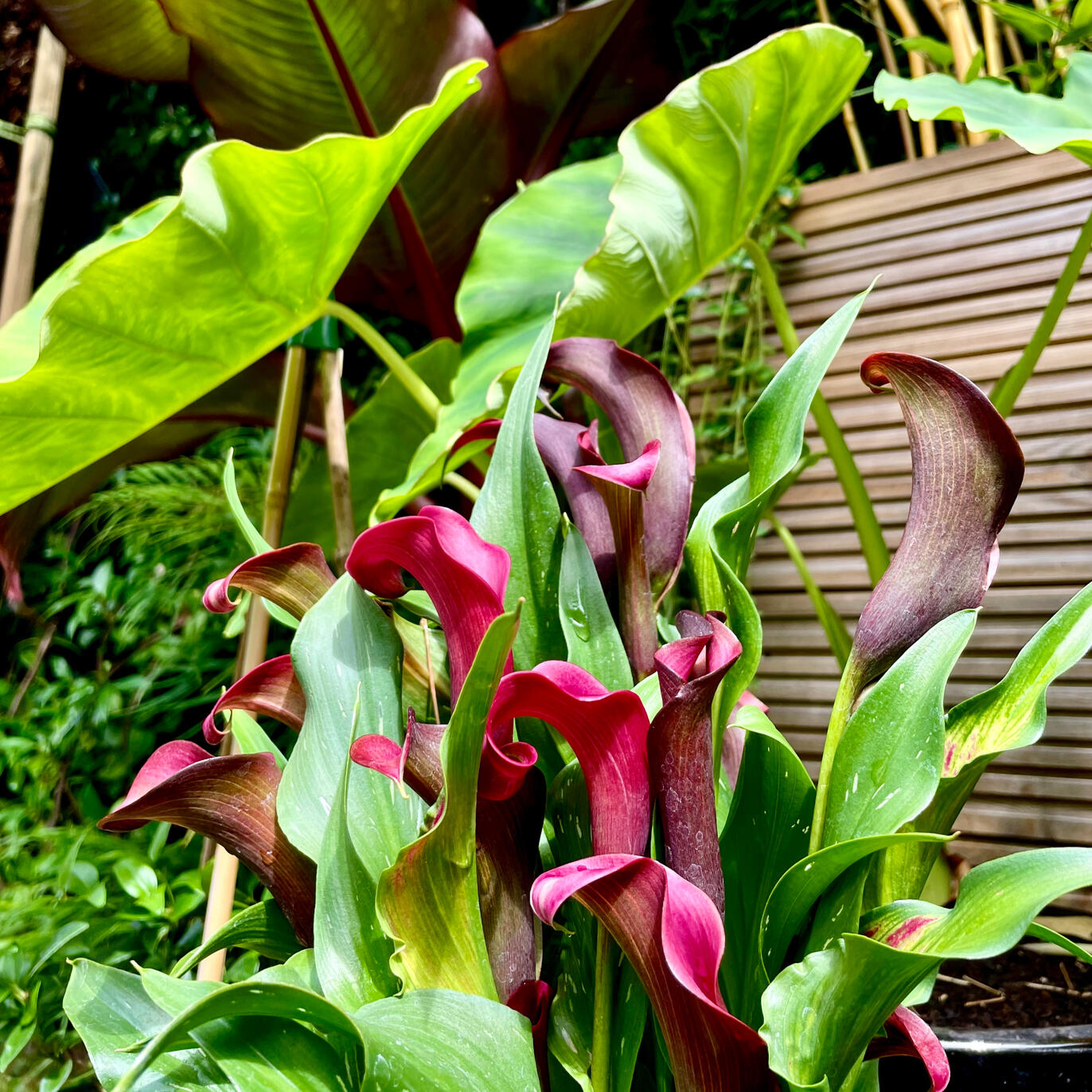 Calla & Colocasia