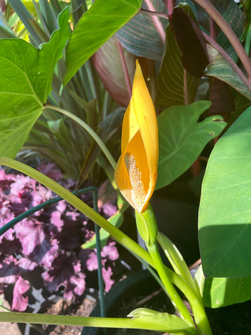 Colocasia Gaoligongensis inflorescence