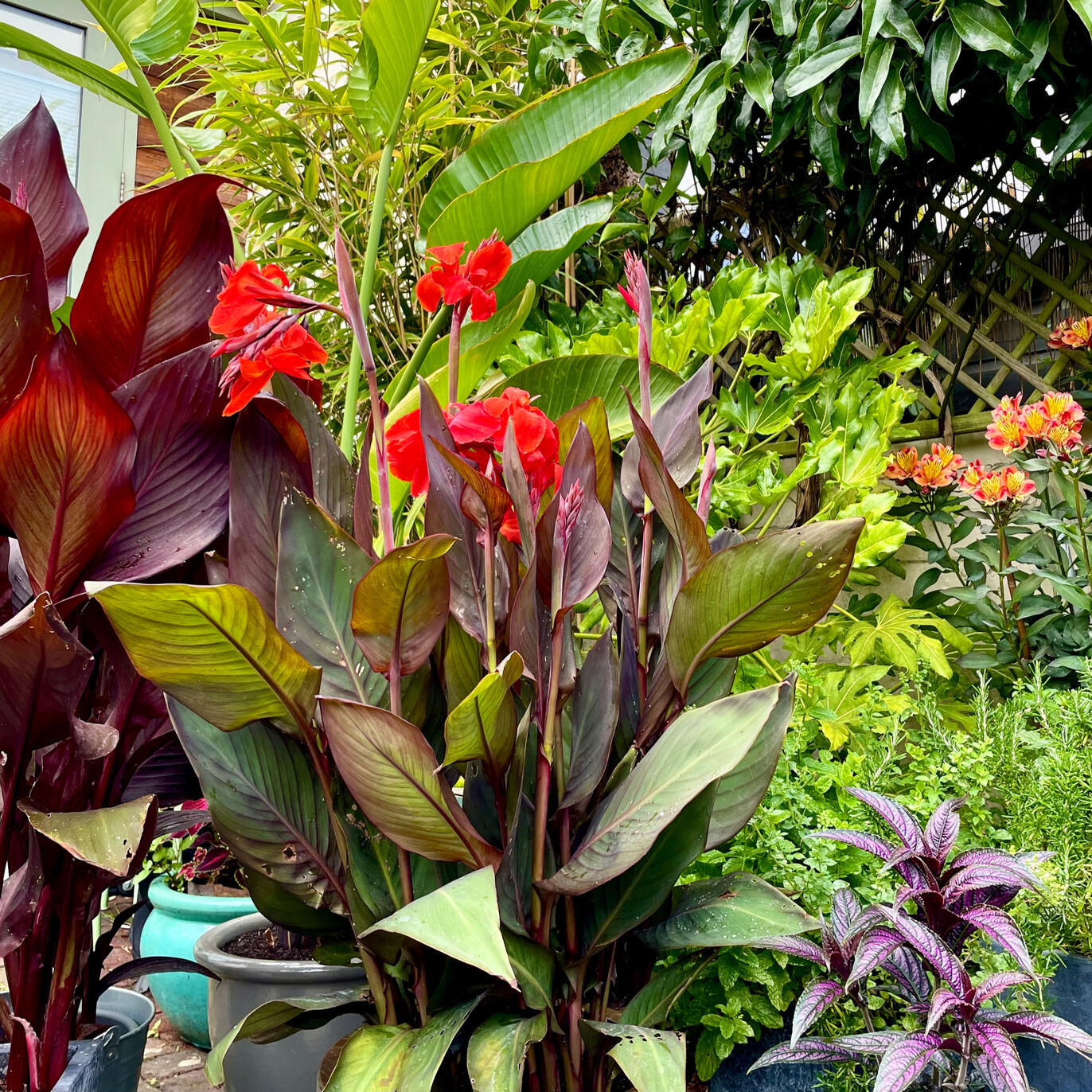 Canna Tropicanna