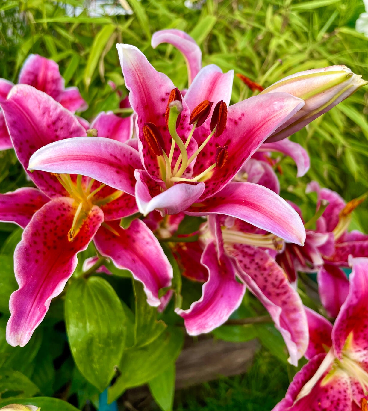 Stargazer Lily
