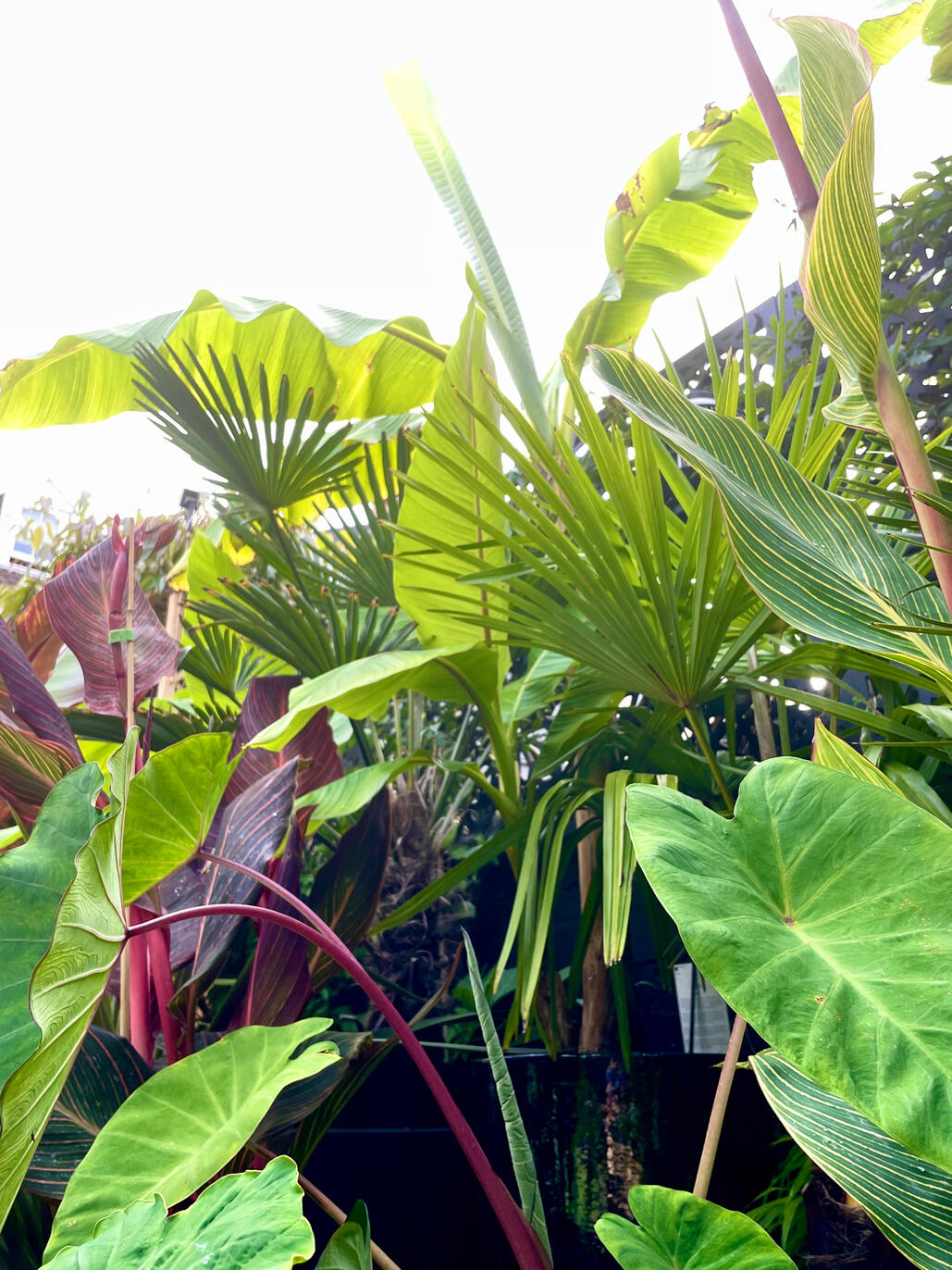Musa, Canna, Trachylocarpus