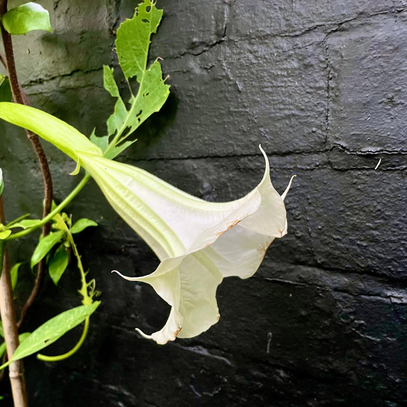 Brugmansia