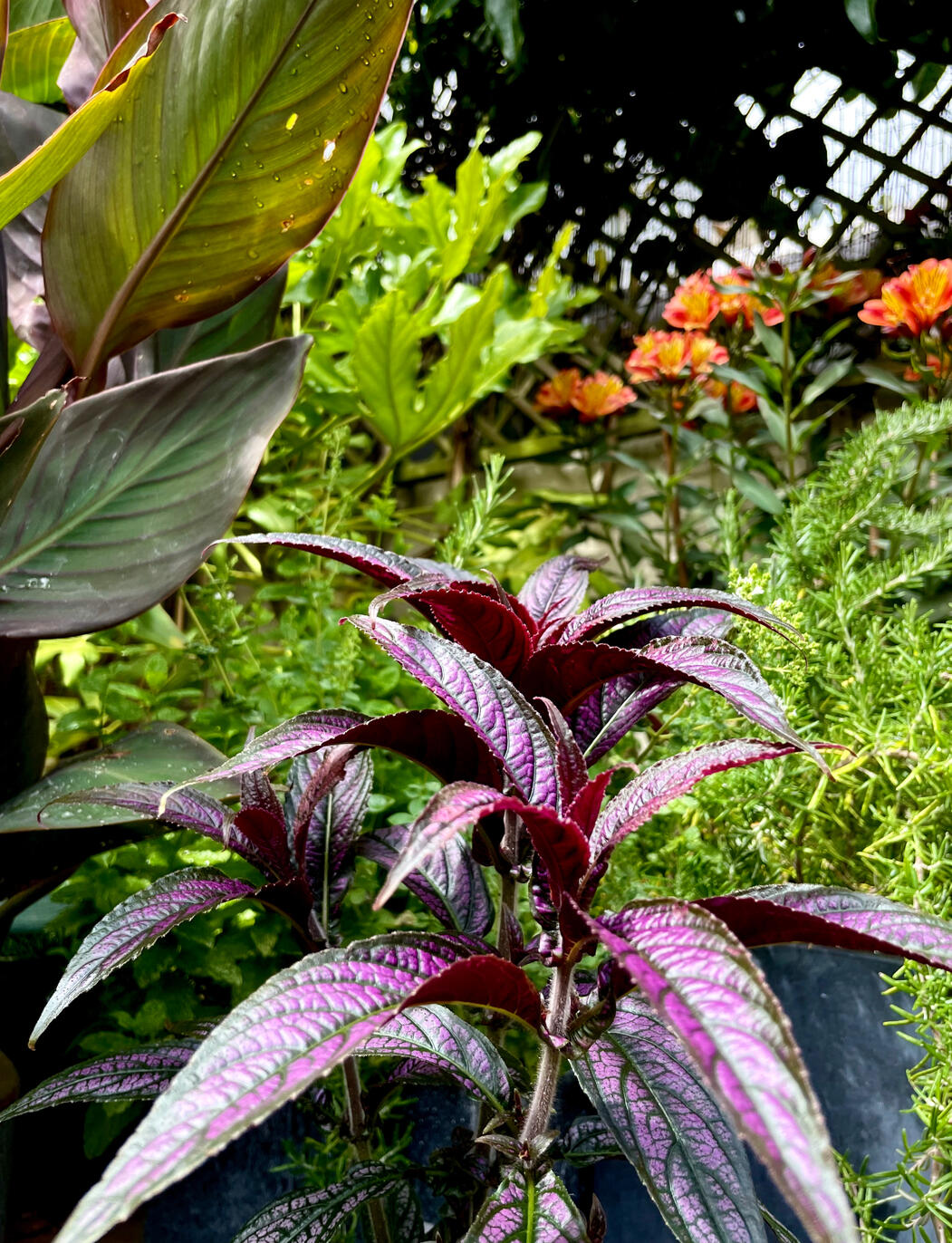 Strobilanthes & Alstromeria