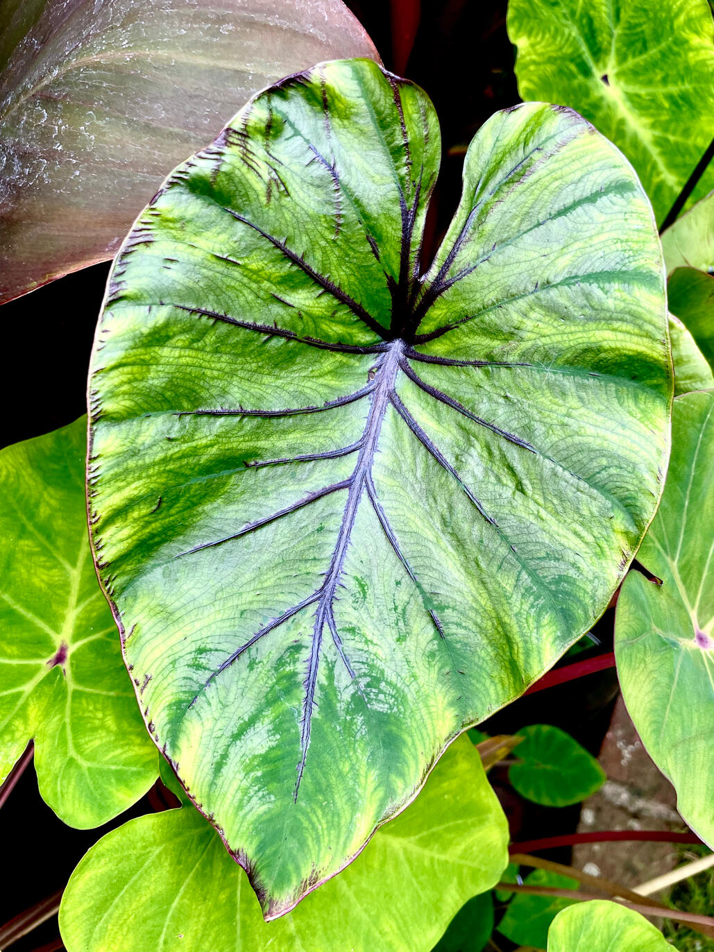 Colocasia Pharoah’s Mask