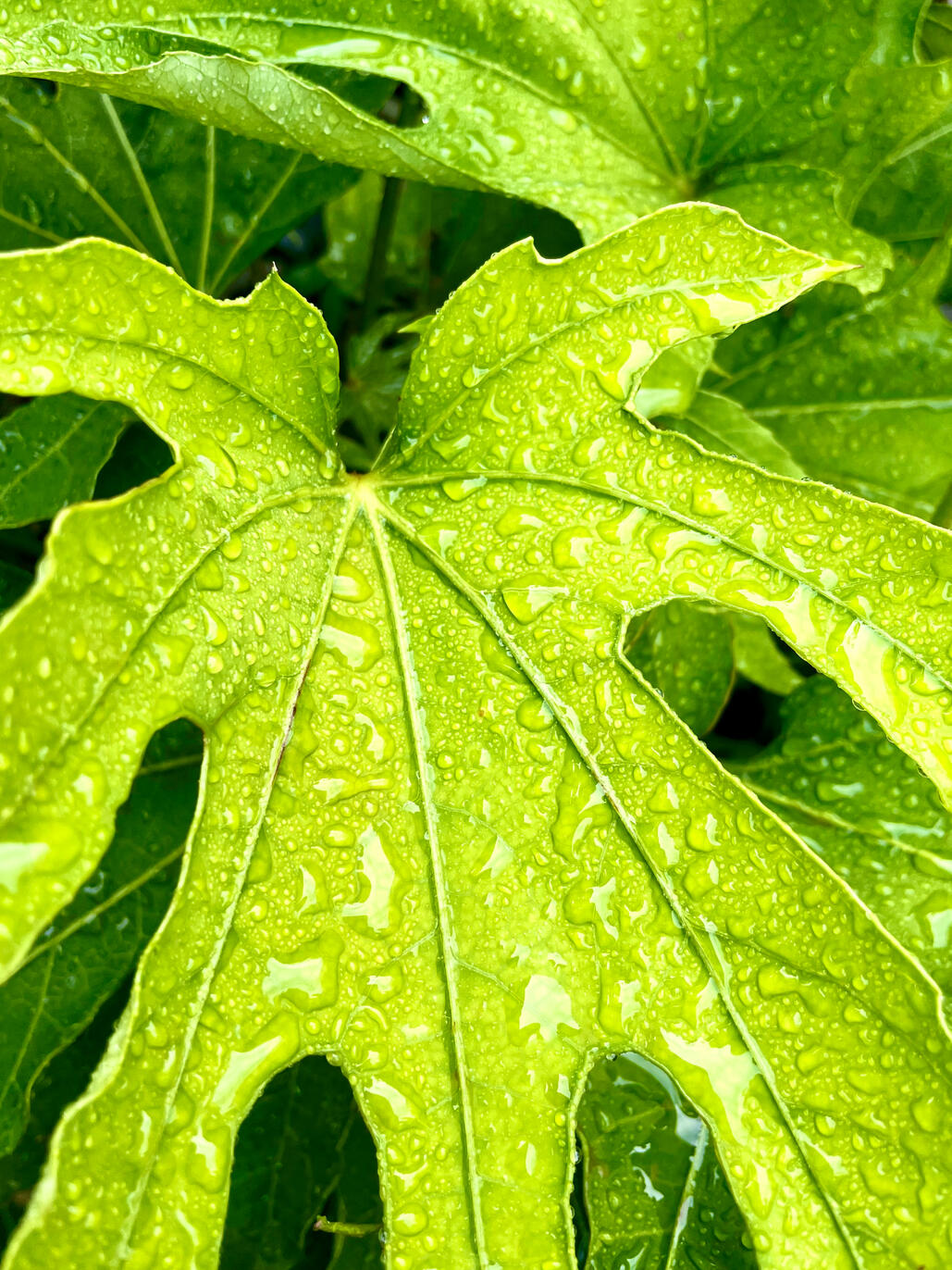 Fatsia Polycarpa Leaves