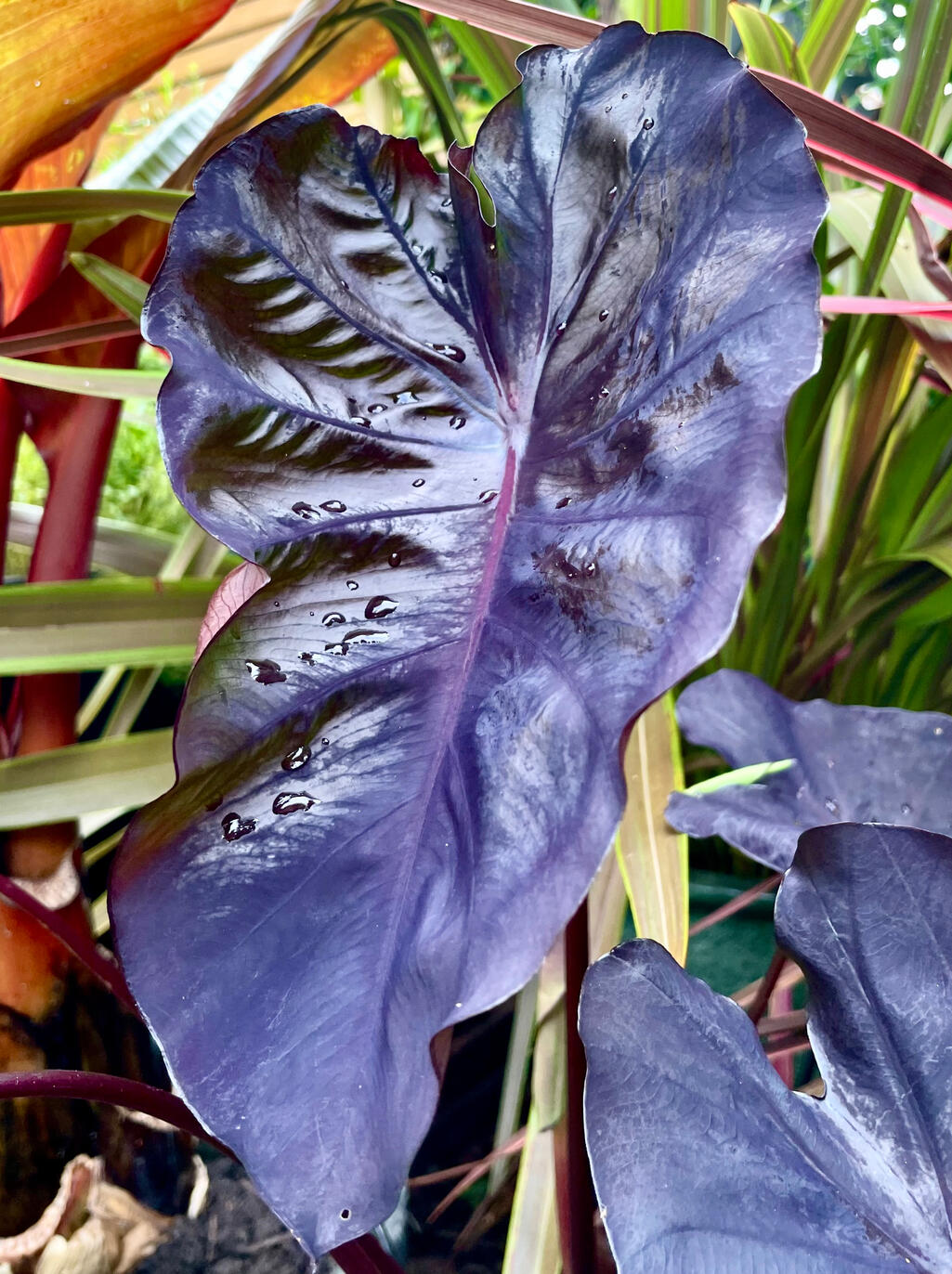 Colocasia Redemption