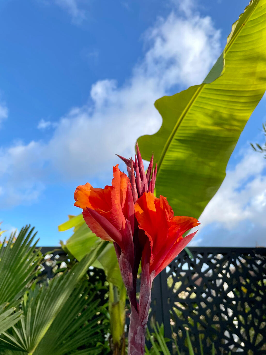 Canna Durban