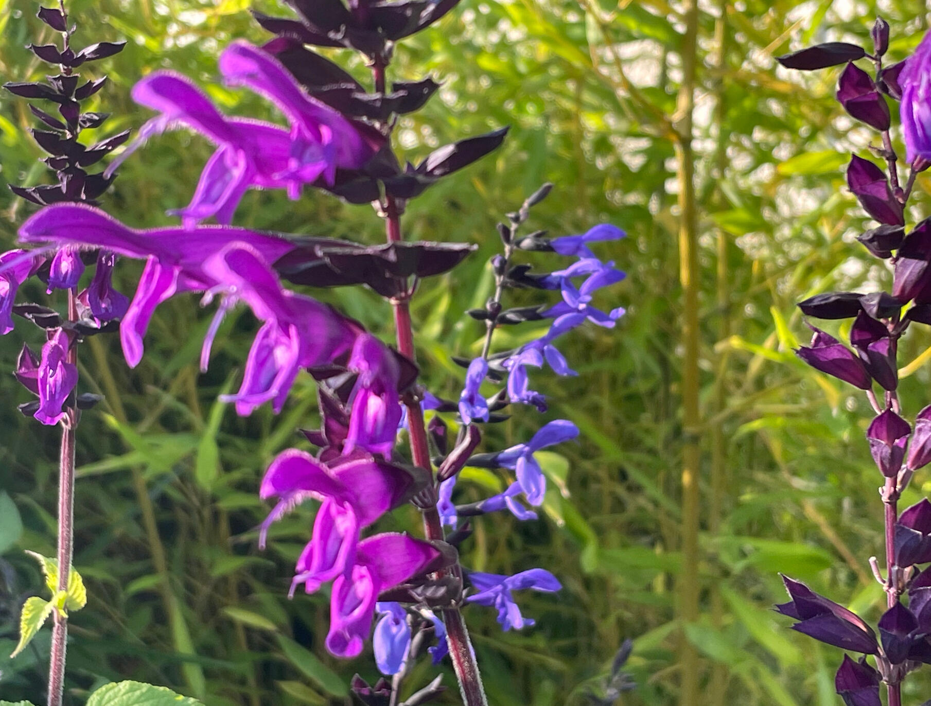 Salvias Amistad and Black & Bloom Flowers