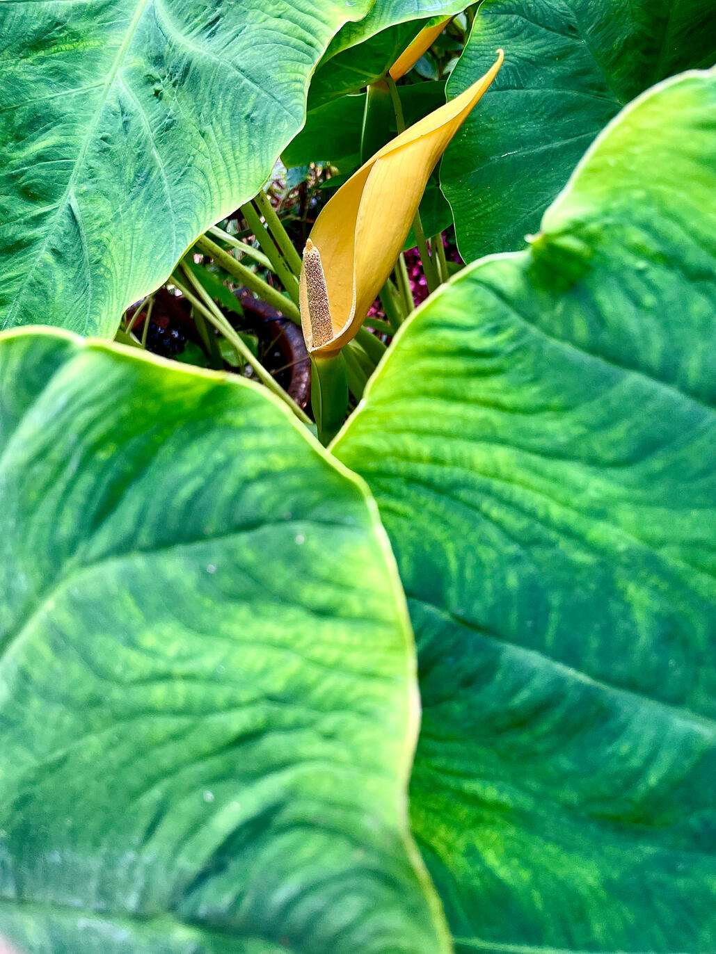 Colocasia Gaoligongensis inflorescence