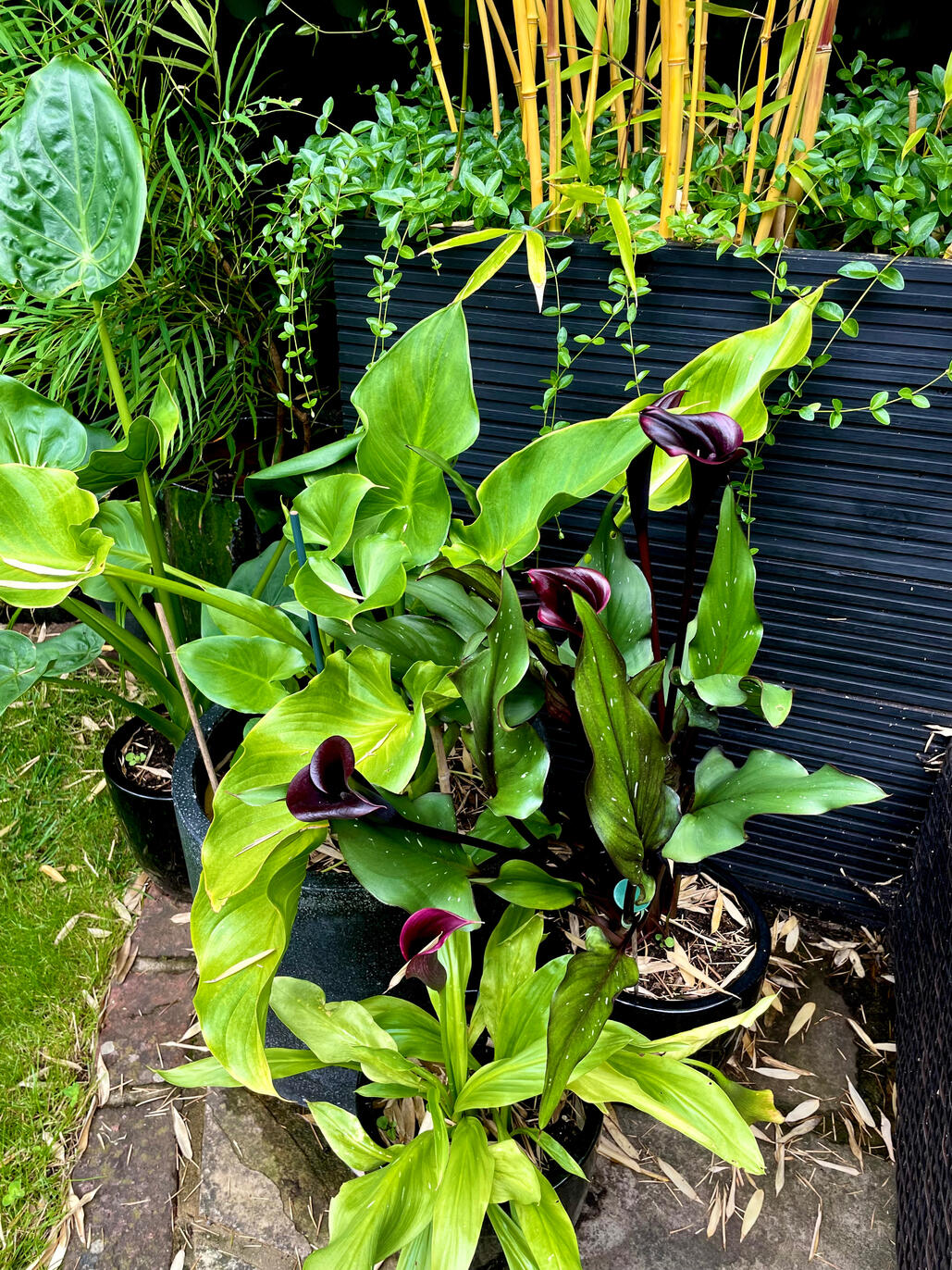 Calla & Zant. Aethiopica