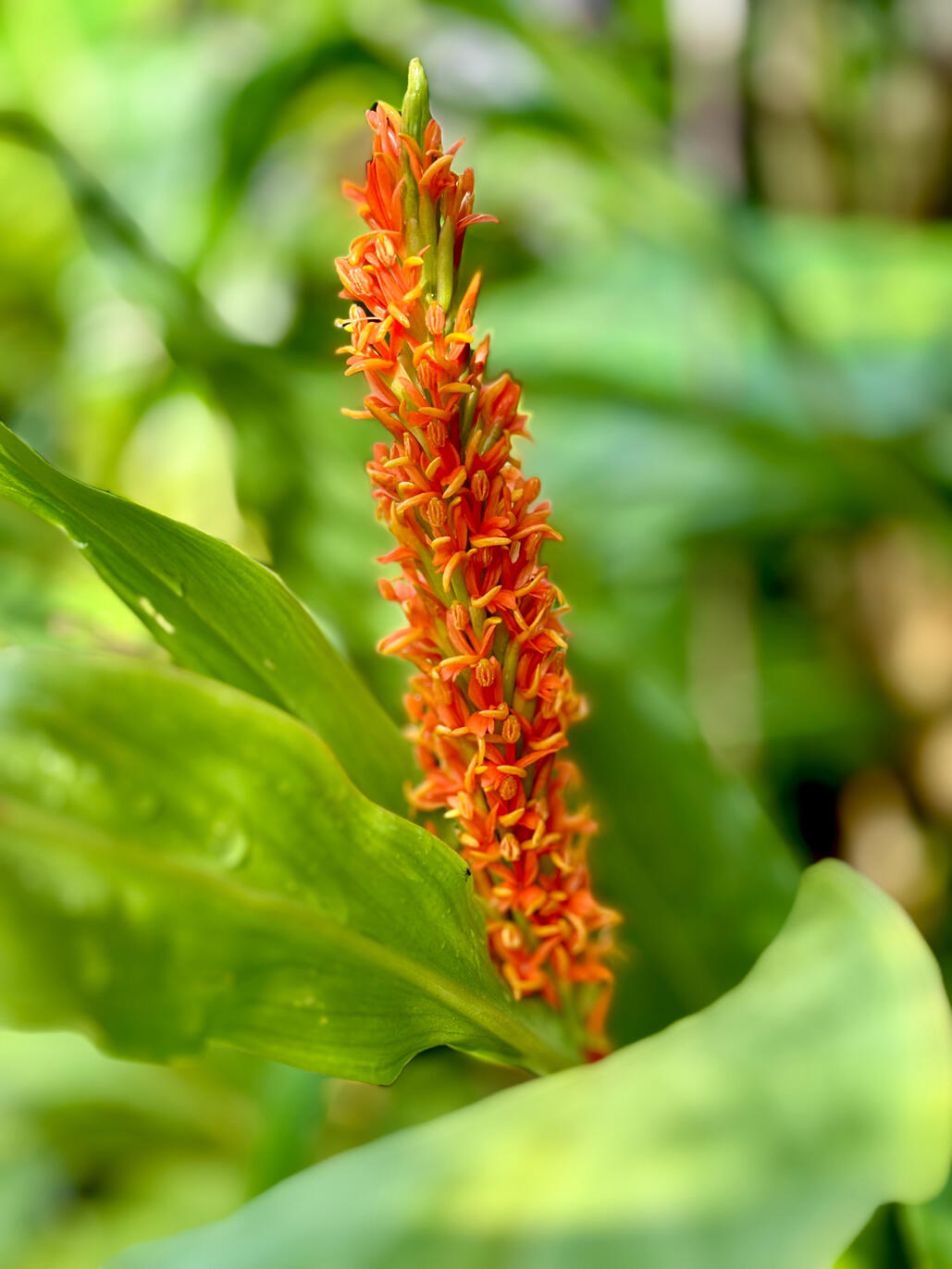 Hedychium densiflorum 'Assam Orange' flower