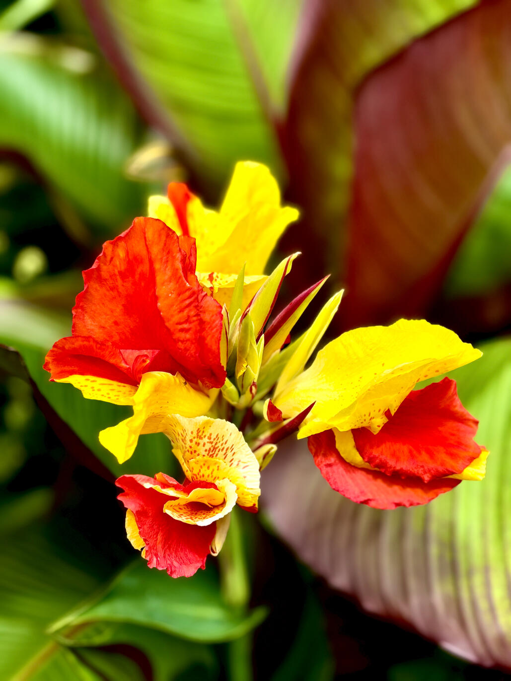 Canna Cleopatra