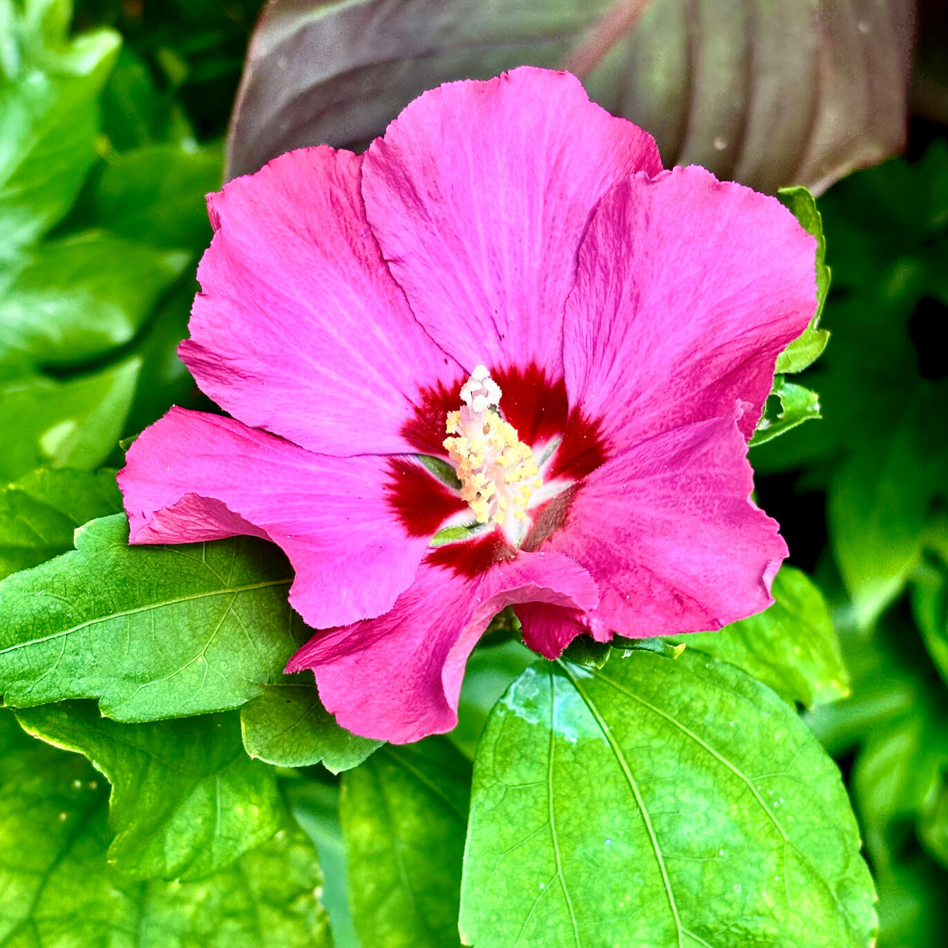 Hibiscus