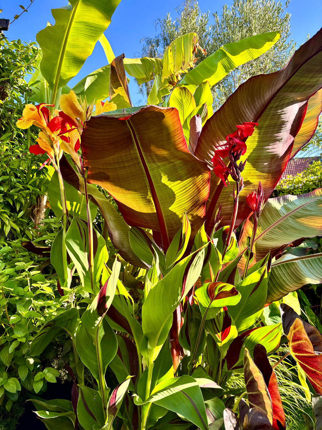 Cannas & bananas