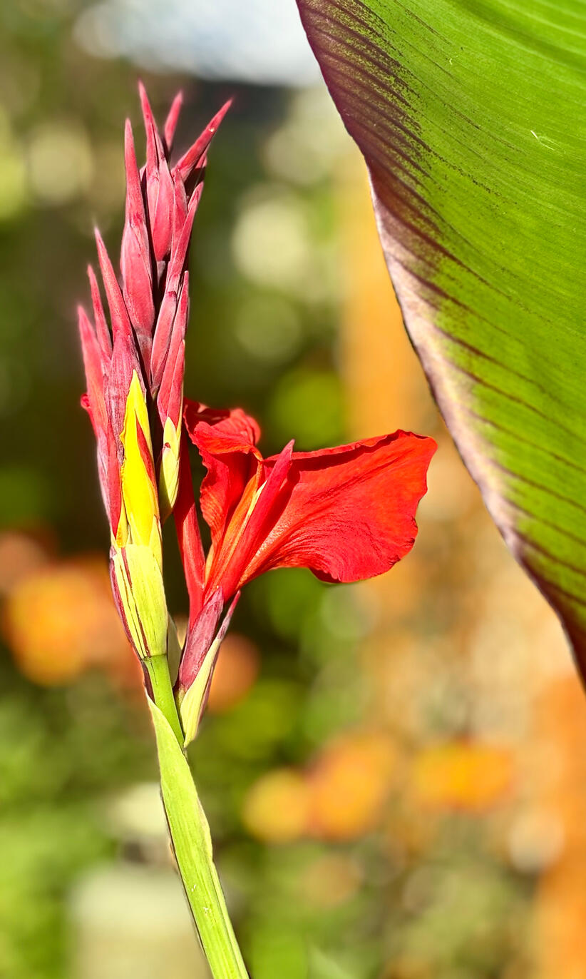 Canna Cleopatra bloom