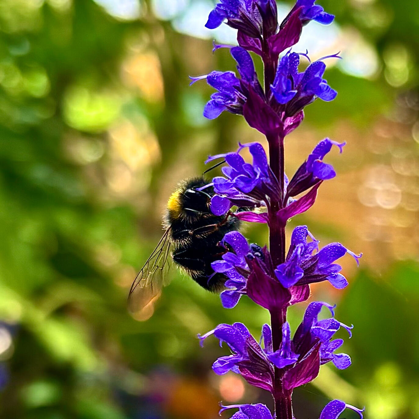 Bee on Salvia Nemorosa Caradonna