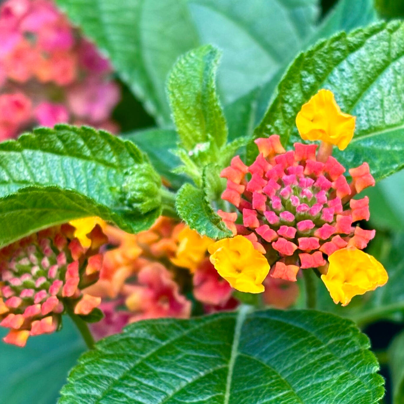 Lantana Tutti Frutti