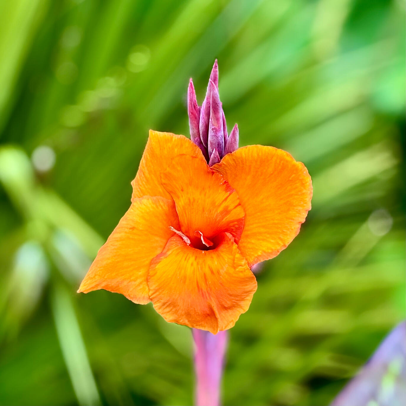 Canna Pretoria