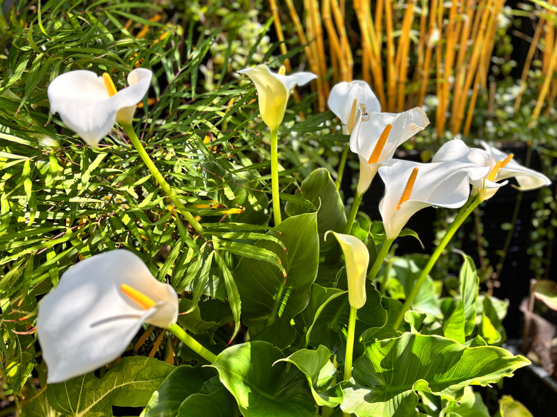 Zantedeschia Aethiopica