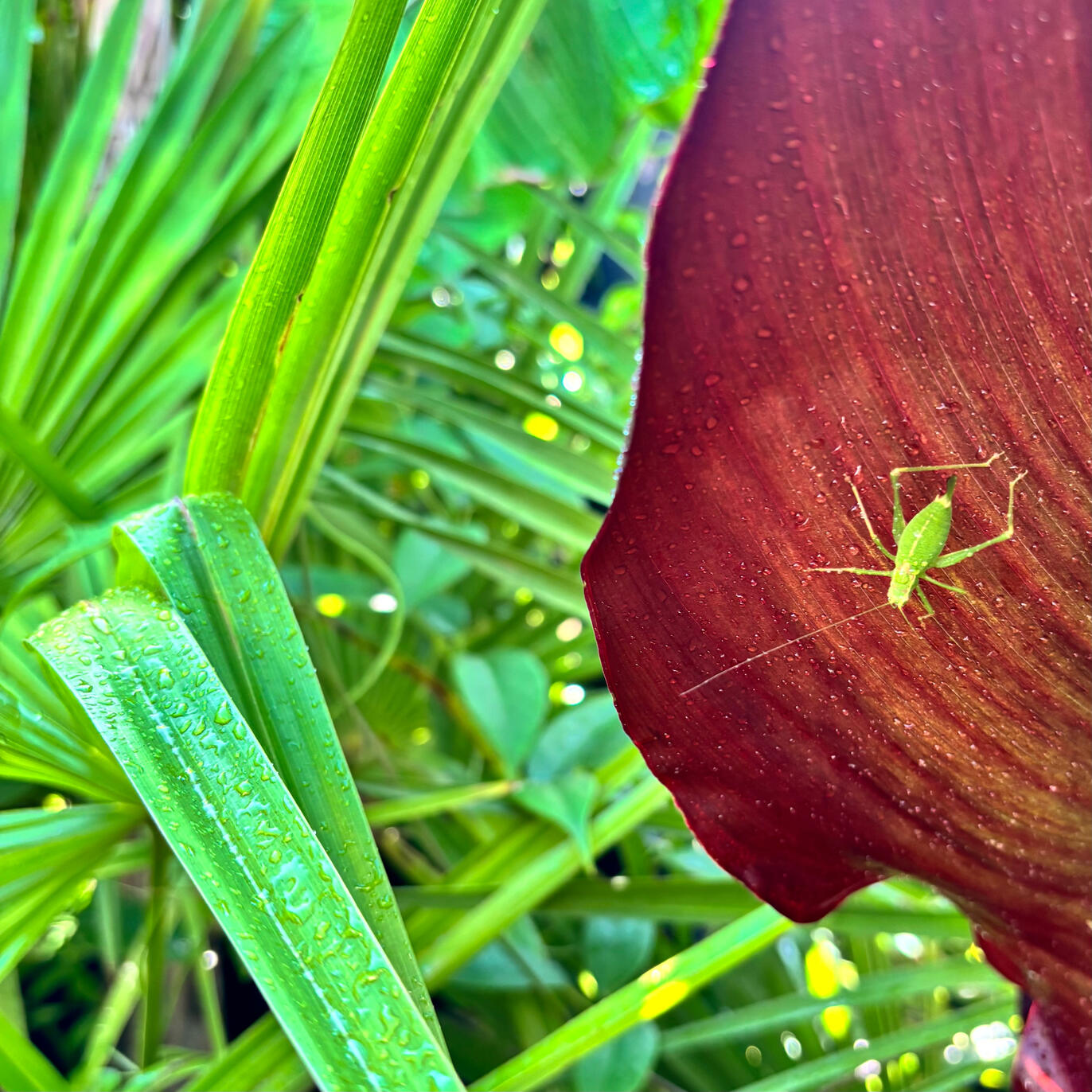 Bush Cricket on Ensete