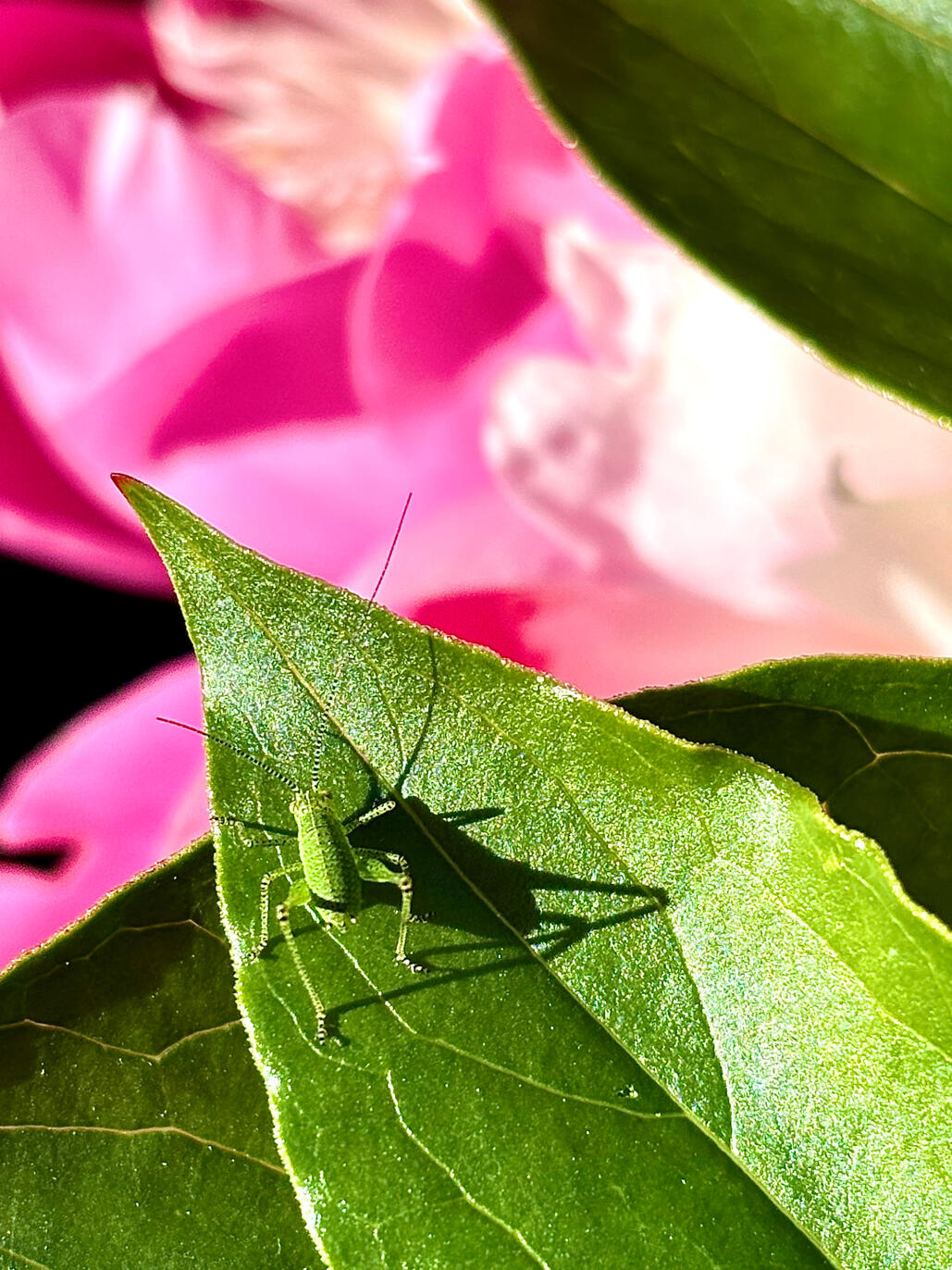 Bush cricket on Peony