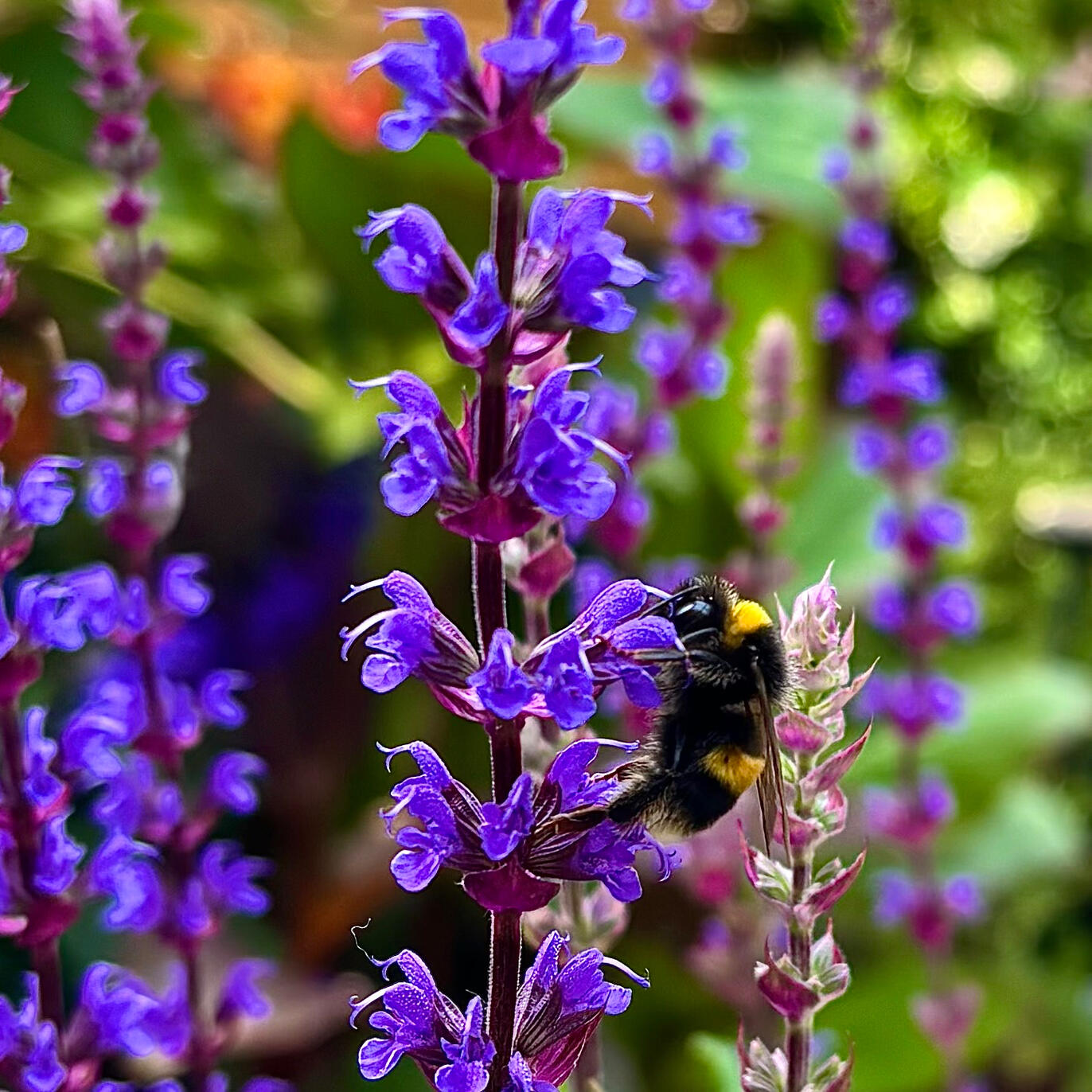 Bee on Salvia Nemorosa Caradonna