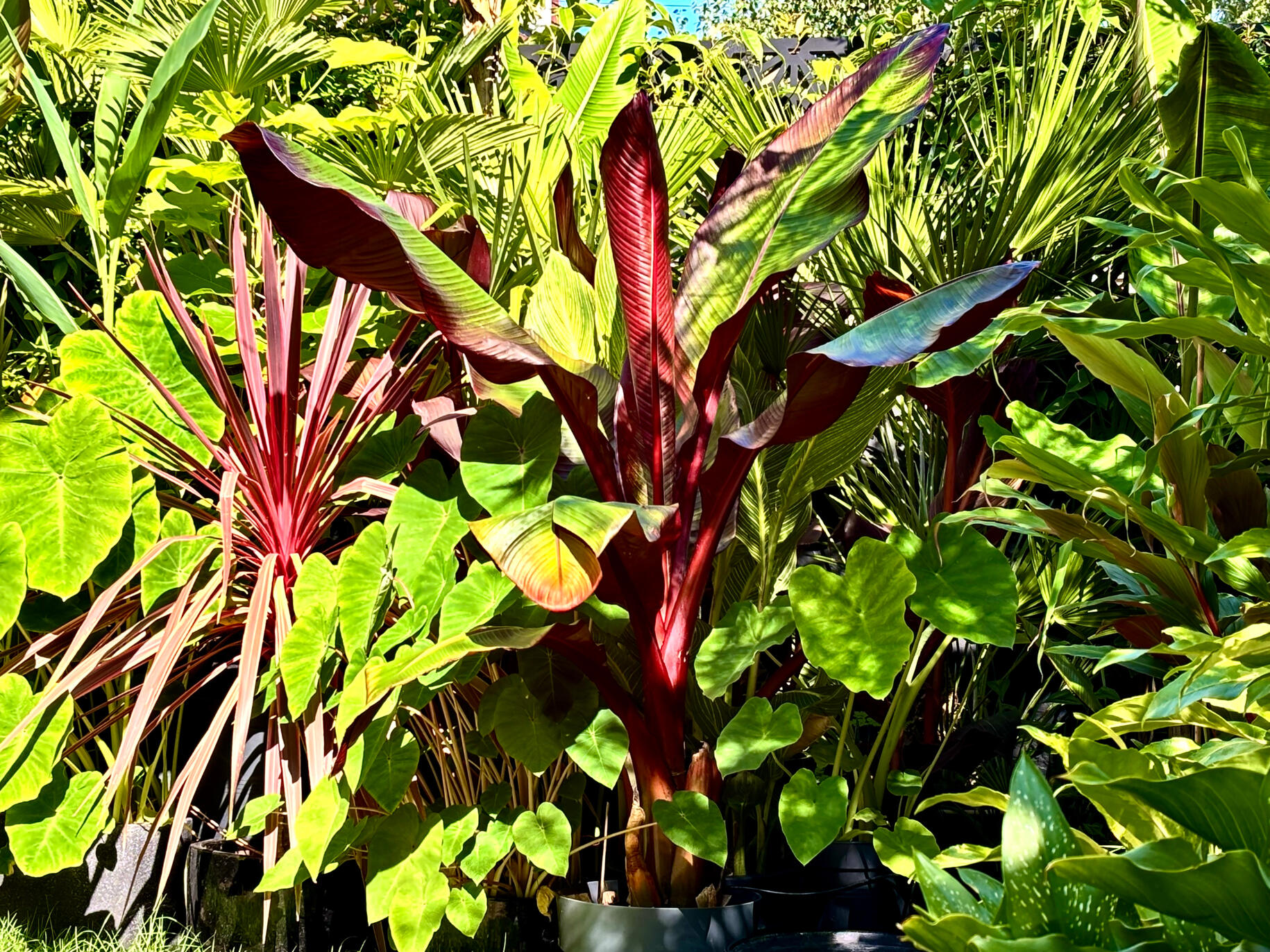 Ensete Ventricosum Maurelii