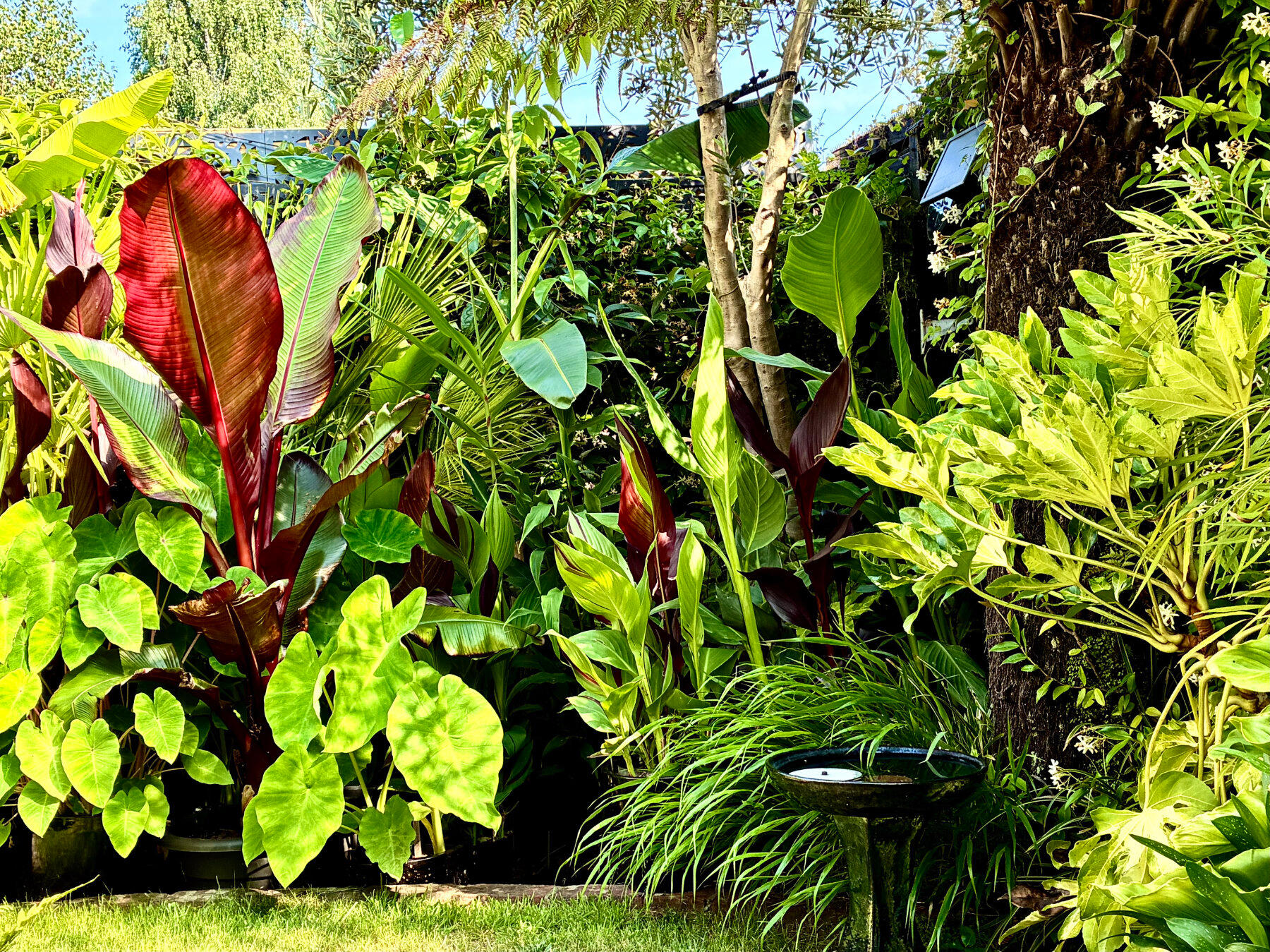East-facing border East-facing border plants