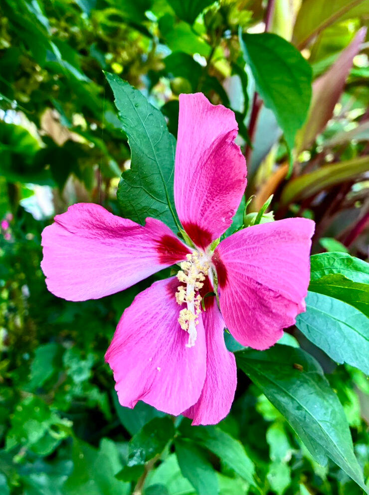 Hibiscus Hibiscus flower