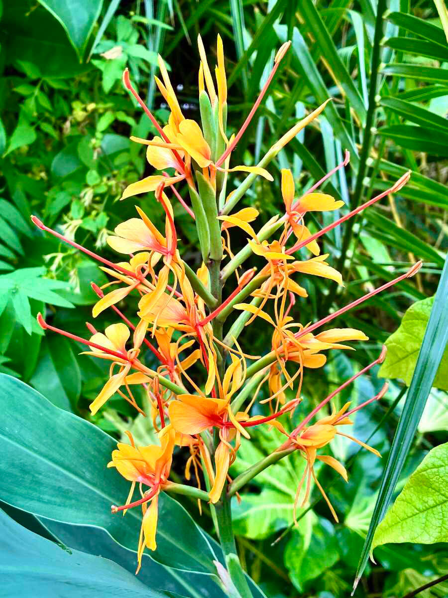 Hedychium Densiflorum Tara Hedychium Densiflorum Tara flower