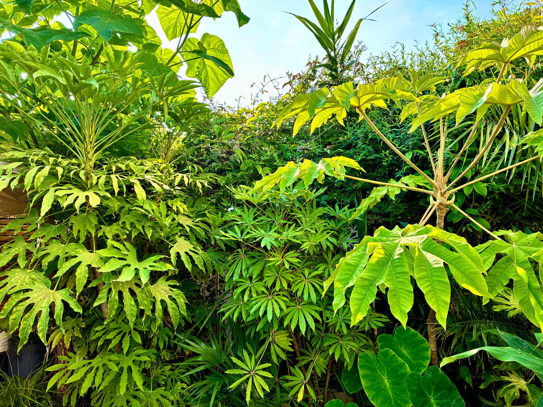 West-facing border West-facing border plants