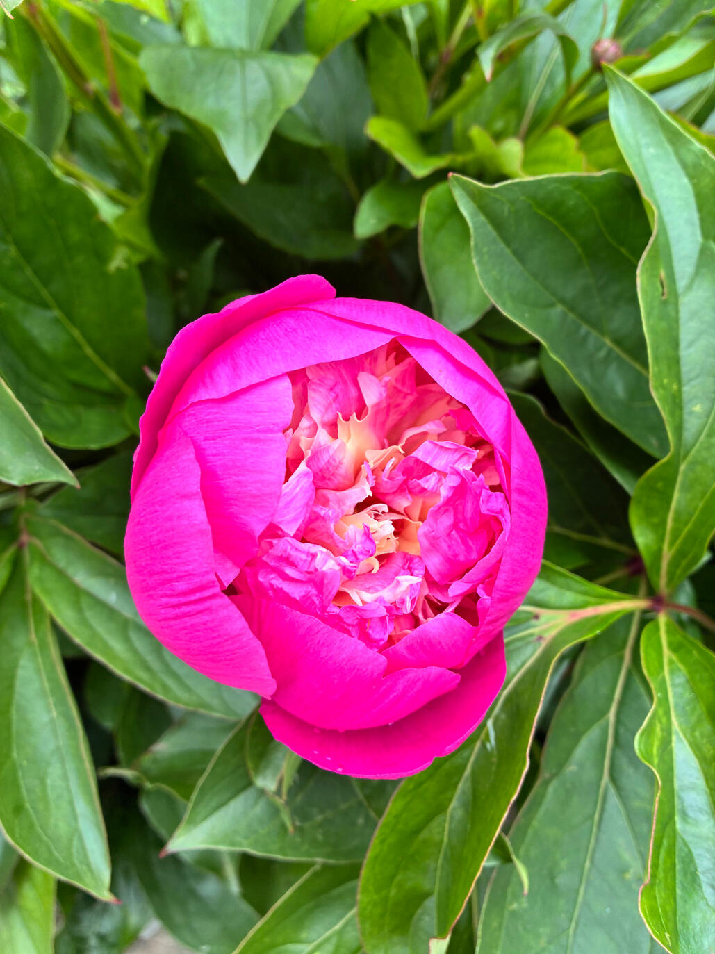 Peony Bowl of Beauty Peony Bowl of Beauty about to bloom