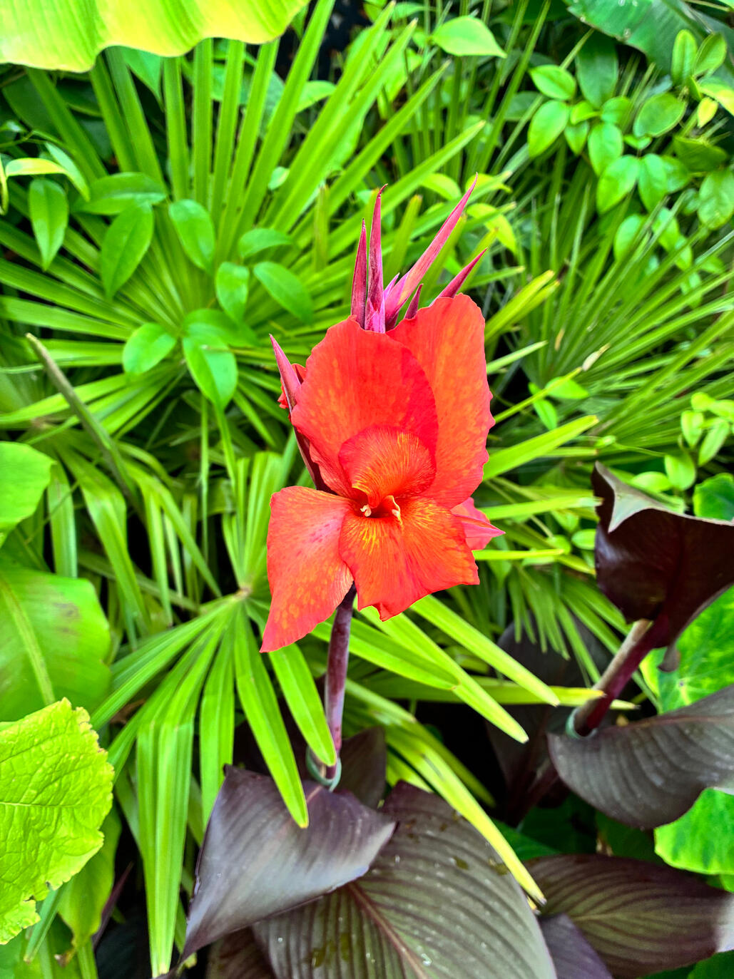 Canna Tropicana Black Canna Tropicana Black flower against palms